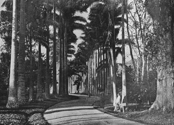 Kapustové palmy v zahradách Peradeniya, c1890, 1910