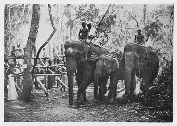 Elephant Kraaling in Ceylon – Free No Long, c1890, 1910