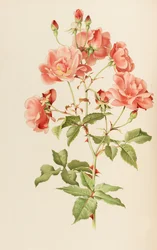 Ilustrace z The genus rosa od Ellen Willmott, 1914.