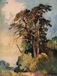 Study of Trees, c1880