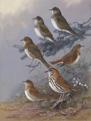 „Thrush“ od Allana Brookse