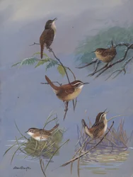 Wren od Allana Brookse