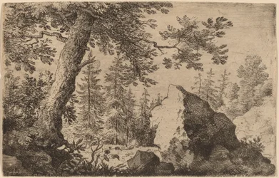 Boulder v lese