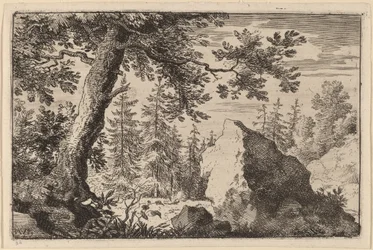 Boulder v lese