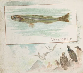 Whitebait, od Fish ze série American Waters N39 pro cigarety Allen & Ginter, 1889.