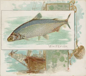 Whitefish, z ryb ze série American Waters N39 pro cigarety Allen & Ginter, 1889.