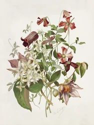 Clematis