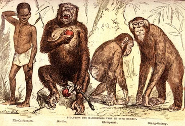 Evoluce savců k lidskému typu: Přírodní stvoření a živé bytosti (De Jules Rengade). Kresba A. Demarle. 1885
