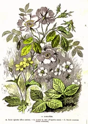 Rosacees - Přírodní stvoření a živé bytosti: Kresba A. Demarle. 1885