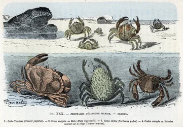 Zoologická tabule; crustac decapode mořský, krab (dort, araignee, etrille, menade) (Zoologická deska: krabi) Rytina z „L
