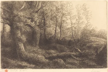 V lese Lisiere de foret.
