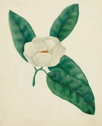 Magnolie (akvarel)