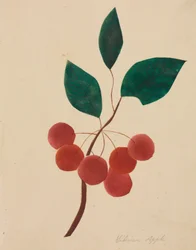 Sibiřské jablko (akvarel)
