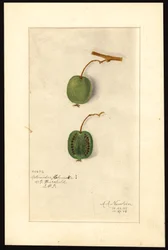 Actinidia deliciosa (kiwi) (akvarel na papíře)