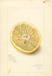Pomeranč Ichang (Citrus sinensis) (akvarel)