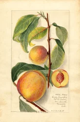 Broskve (Prunus persica) (akvarel)