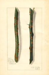 Dvě nemocné větvičky pomerančovníku (Citrus sinensis) (akvarel)