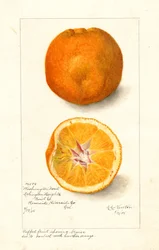 Washingtonské pomeranče ( Citrus sinensis) (akvarel)