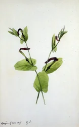 Aristolochia velký rostlinný rod z čeledi Aristolochiaceae (akvarel)