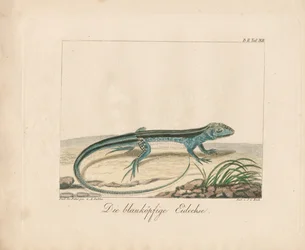 Skink modrohlavý (ručně kolorovaná mědirytina)