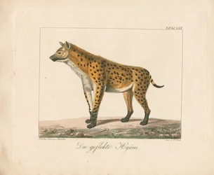 Hyena skvrnitá (ručně kolorovaná litografie)