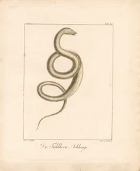 The Feeler Snake (ručně kolorovaná litografie)