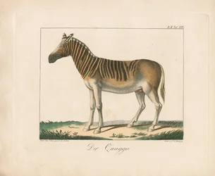 Kvak (ručně kolorovaná litografie)