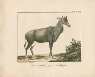 Antilopa bělohubá (ručně kolorovaná mědirytina)