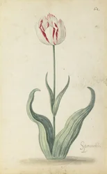 Tulipán "Speramondi", z alba květin, kolem roku 1640