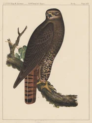 Ptáci, deska XIV, 1855