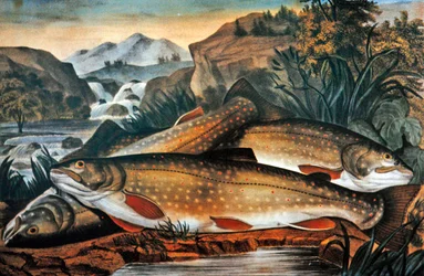 Brook Trout- Just Caught, vydal Currier & Ives, kolem roku 1870 (barevné lito)