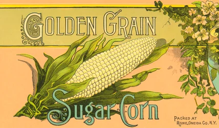 Etiketa výrobku Golden Grain Sugar Corn, cca 1890 (barevná litografie)