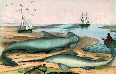 Žralok kladivoun a Sawfish