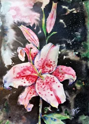 Noc lilií Stargazer