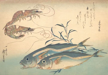 Aji Fish a Kuruma-ebi, ze série Uozukushi Every Variety of Fish, 30. léta 19. století, 30. léta 19. století.