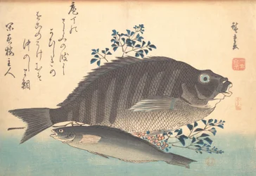 Ryby Shimadai a Ainame, ze série Uozukushi Every Variety of Fish, 40. léta 19. století, 40. léta 19. století.