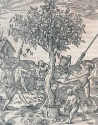 Sklizeň pepře na ostrově Jáva, rytina z Universal Cosmology od Andre Thevet (1504-1592), Paříž