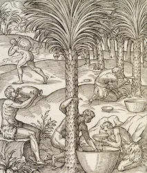 Obyvatelé Kapverd vyrábějící nápoje z palem, rytina z Universal Cosmology, Andre Thevet (1504-1592), Paříž, Afrika, 1575