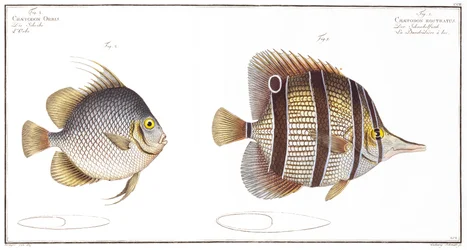 Orb fish: and Billed fish, vydal Black, kolem roku 1790 (tisk)