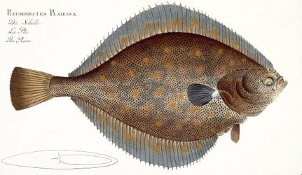 Platýs (Pleuronectes Platessa) deska XLII z „Ichtyologie nebo obecné a zvláštní přirozené historie ryb“, od Marcus Elieser Bloch (1723-99), publikovaná kolem 1785-99