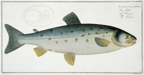 Lososový (Salmo Salar) talíř XX z „Ichthyologie, ou histoire naturelle generale et zvláště des poisson“, Marcus Elieser Bloch (1723-99), vyrytý Gabrielem Bodenehrem (1673-1766), vyd.