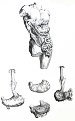 Desky z páté knihy De Humani Corporis Fabrica