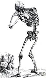 Desky z první knihy De Humani Corporis Fabrica