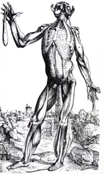 Desky z druhé knihy De Humani Corporis Fabrica
