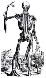Desky z druhé knihy De Humani Corporis Fabrica
