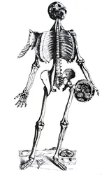 Desky ze sedmé knihy De Humani Corporis Fabrica
