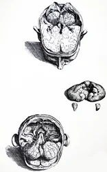 Desky ze sedmé knihy De Humani Corporis Fabrica