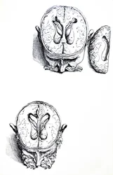 Desky ze sedmé knihy De Humani Corporis Fabrica