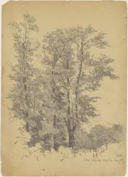 Oaks, Wolf Hill, Ulster County