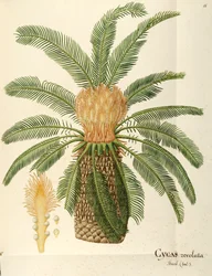 Ságová palma (Cycas revoluta Thunb), Cycadaceae od Angela Rossi Bottione, akvarel
